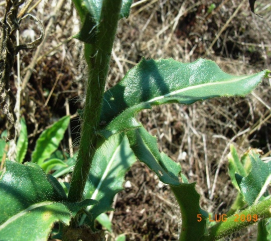 Matese - Hesperis laciniata